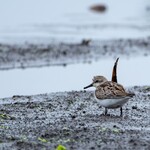 白河手打ち麺 ひかる - トウネンくん　じっとこちらを警戒中