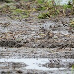 白河手打ち麺 ひかる - どこにいるかわかりますか？