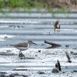 白河手打ち麺 ひかる - お尻フリフリのイソシギくん