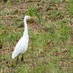白河手打ち麺 ひかる - 夏鳥チュウサギくんがまだいました
