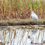 白河手打ち麺 ひかる - 首を窄めてコンパクトなコサギ