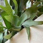 plants and cafe LiGO - 