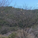 相間川温泉　ふれあい館 - 柿の実のように見えるのは、室内の照明の反射。