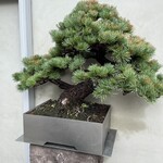 Bonito Noodle RAIK	 - 