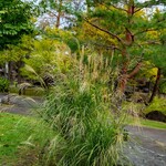 スターバックスコーヒー - 