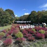 たんばらラベンダーパーク - コキアガーデン