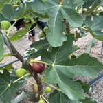 赤まる農園 フルーツスタンド - 