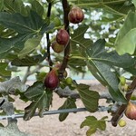 赤まる農園 フルーツスタンド - 