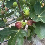 赤まる農園 フルーツスタンド - 