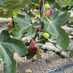 赤まる農園 フルーツスタンド - 