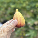 赤まる農園 フルーツスタンド - 