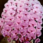 レストラン香味屋 - 100周年の素敵なお花が方々から来てました立て札は(個人名がありましたので)伏せさせていただきました