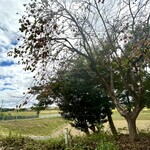 循環体験 リマテカフェ - 自然が溢れています癒されます♡♡