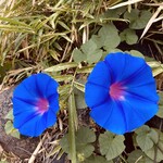 フォーシーホーム - 