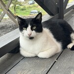 カフェ カーフ ハッチ ヨーヨ - 