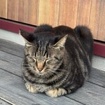 カフェ カーフ ハッチ ヨーヨ - 