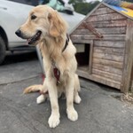 カフェ カーフ ハッチ ヨーヨ - 