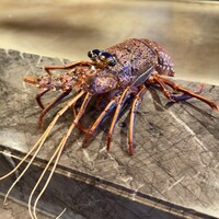 鉄板焼 摩天楼 東京スカイツリー・ソラマチ店 - 
