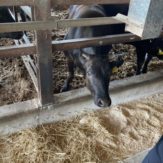 埼玉県で大事に育てられたトラジ牛の美味しいお肉を堪能できます