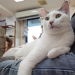 MAISON CACAO 鎌倉小町本店 - 猫カフェで