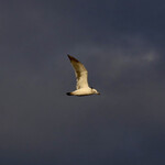 マリーン・ルージュ - 群れで並走中‥ファイト! 