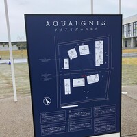 GLICINE di ACQUA PAZZA - 