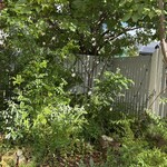 ノイカフェ 苦楽園店 - 