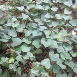 カスミ - 昨年冬越しさせたサツマイモ。収穫が楽しみです。まだ、元気です！