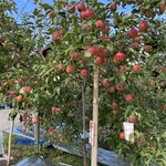 奥久慈りんご園 - 