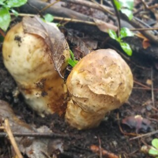 馳走 なか川_1