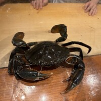 日本料理 別府 廣門 - 