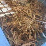 魚山亭 - 当店にはカニが100匹入る水槽がありますので、お客様がご来店される前に水槽から上げて新鮮な活松葉ガニをご提供いたします