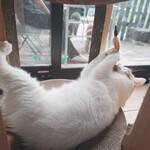 books to curry 猫のしっぽ - 