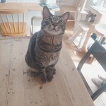 books to curry 猫のしっぽ - 