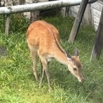 渋・辰野館 - 野生の鹿