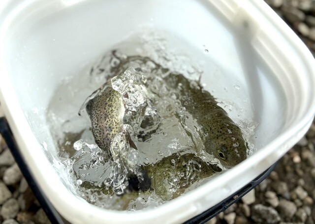 アクアマリンいなわしろカワセミ水族館 ミュージアムショップ - 翁島（その他）の写真