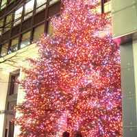 ロオジエ - クリスマス・ツリー
