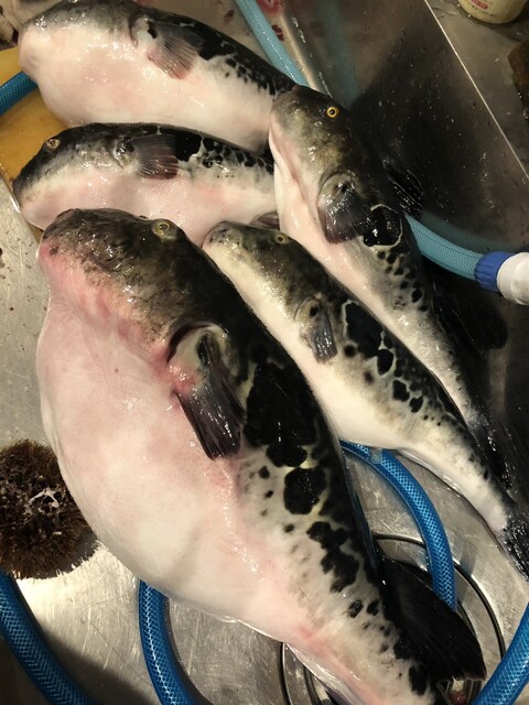 郷土ダイニング 鮪山 - 弘前（居酒屋）の写真