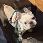 中目黒ひつじ - 