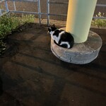 Sea Cave - 駅からの信号の所に地域猫みたいな子いたよ^ ̳.  ̫ . ̳^