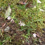 千利庵 - お庭に咲いていた小さなお花です。