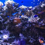 ロイヤルクリスタルカフェ - 