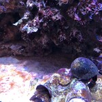 ロイヤルクリスタルカフェ - 