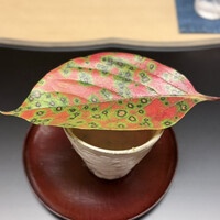 徳ㇵ本也 - 