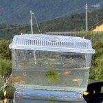 ニュー高根 - 秋のヒメダカを購入^_^