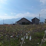 ブドウ畑の中に素敵なレストランが見えてきました。