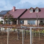 お店の正面もブドウ畑。