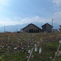 キュイエット - ブドウ畑の中に素敵なレストランが見えてきました。