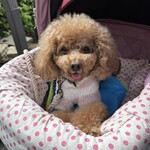 クッチーナ デル カンポ - ご機嫌ｗ