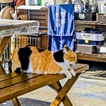 杉国商店 - 優しいお顔のみーちゃん。